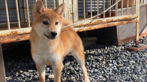 成約済の岡山県の柴犬-234720の1枚目
