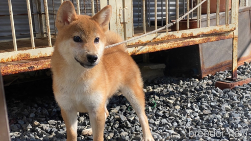 販売中の岡山県の柴犬-234720