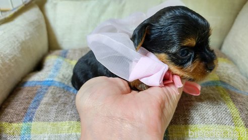 成約済の神奈川県のヨークシャーテリア-264614の2枚目