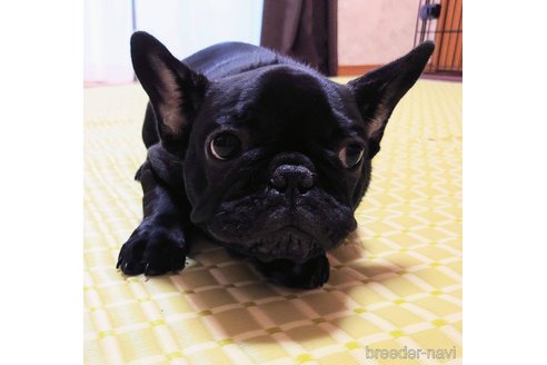 成約済の愛媛県のフレンチブルドッグ-244818の7枚目