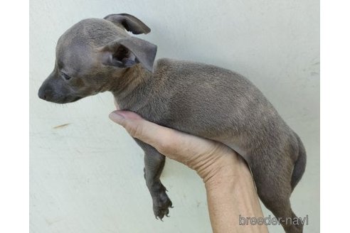 成約済の岐阜県のイタリアングレーハウンド(イタグレ)-264628の2枚目