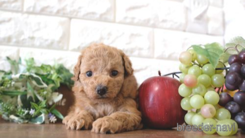 成約済の滋賀県のトイプードル-264646