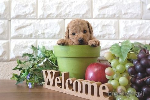 成約済の滋賀県のトイプードル-264646の4枚目