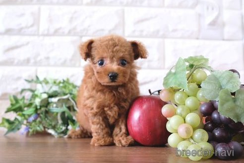成約済の滋賀県のトイプードル-261678の1枚目