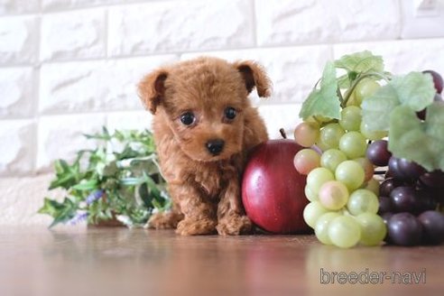 成約済の滋賀県のトイプードル-261678の6枚目