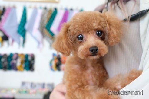 成約済の滋賀県のトイプードル-261678の4枚目