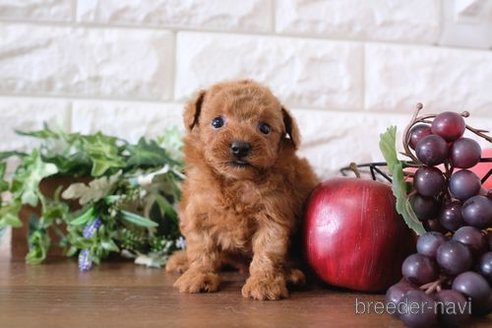 成約済の滋賀県のトイプードル-261678の3枚目