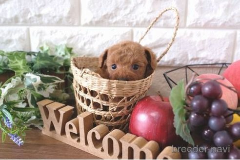 成約済の滋賀県のトイプードル-261678の2枚目