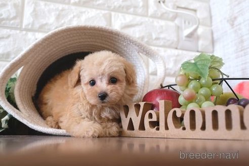 成約済の滋賀県のトイプードル-261837の1枚目