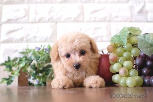 成約済の滋賀県のトイプードル-261837の6枚目