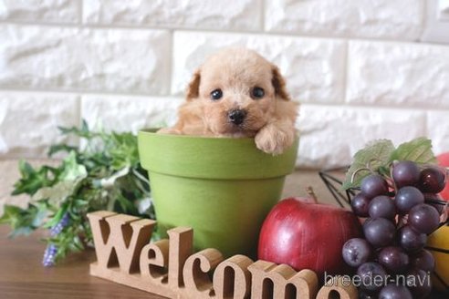 成約済の滋賀県のトイプードル-261837の3枚目