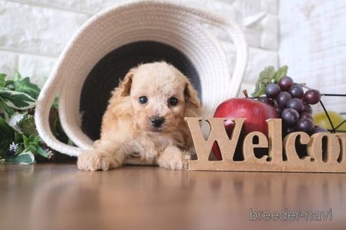 成約済の滋賀県のトイプードル-261837の2枚目