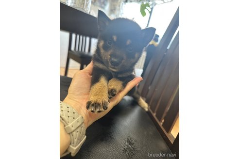 成約済の千葉県の柴犬-264713の13枚目