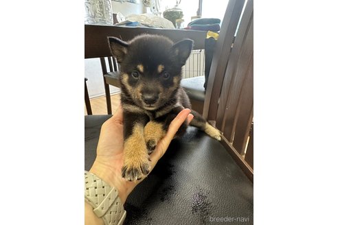 成約済の千葉県の柴犬-264713の11枚目
