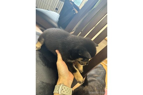 成約済の千葉県の柴犬-264713の10枚目