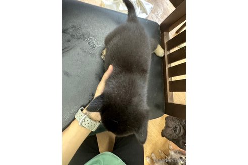 成約済の千葉県の柴犬-264713の12枚目