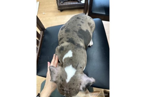 成約済の千葉県のアメリカンブリー-264718の17枚目