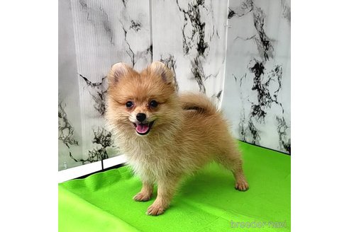 成約済の茨城県のポメラニアン-255183の5枚目