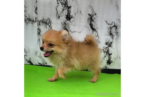 成約済の茨城県のポメラニアン-255183の2枚目