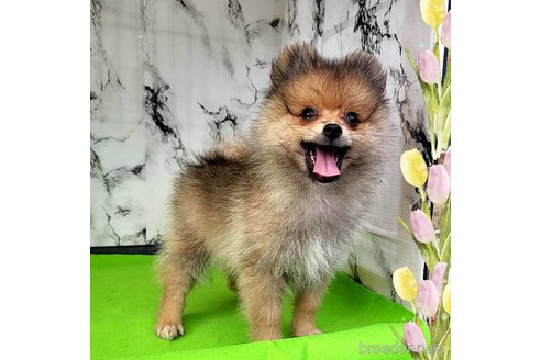 成約済の茨城県のポメラニアン-255189の37枚目