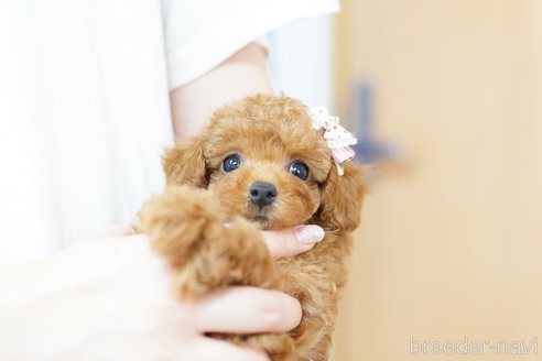 成約済の埼玉県のトイプードル-264733の3枚目