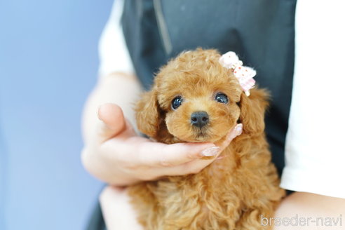 成約済の埼玉県のトイプードル-264733の2枚目