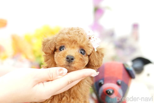 成約済の埼玉県のトイプードル-264733の1枚目