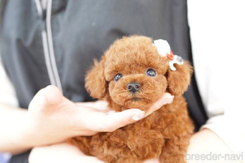 成約済の埼玉県のトイプードル-264735の5枚目