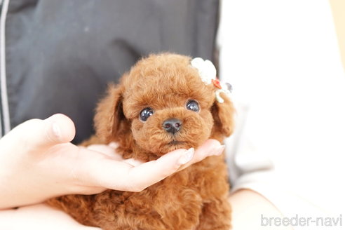 成約済の埼玉県のトイプードル-264735の4枚目