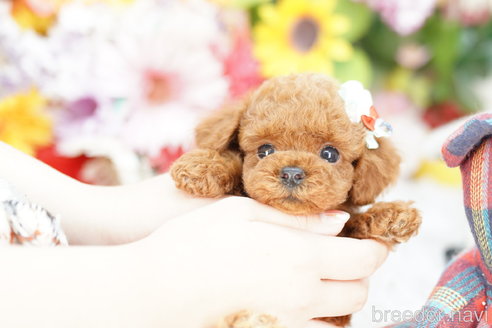 成約済の埼玉県のトイプードル-264735の3枚目