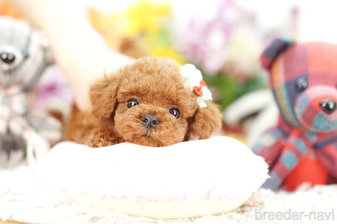 成約済の埼玉県のトイプードル-264735の2枚目