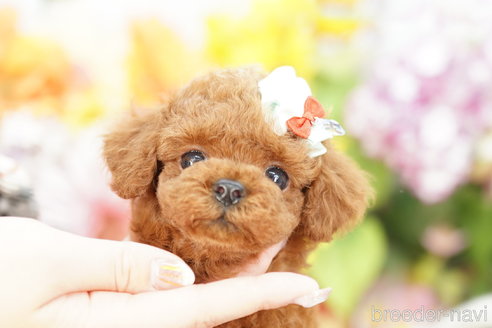 成約済の埼玉県のトイプードル-264735の1枚目