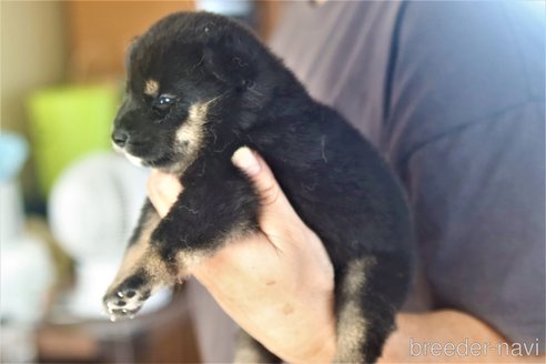 成約済の埼玉県の柴犬-264750の3枚目