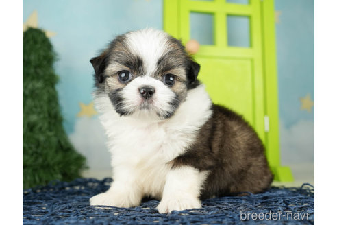 成約済の千葉県のミックス犬-264747の5枚目