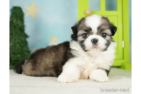 成約済の千葉県のミックス犬-264747の4枚目