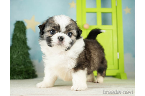 成約済の千葉県のミックス犬-264747の3枚目