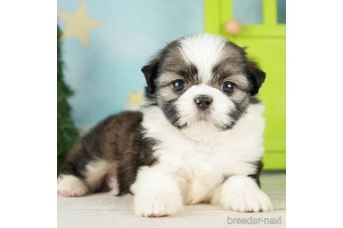 成約済の千葉県のミックス犬-264747の2枚目