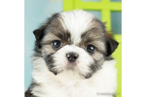 成約済の千葉県のミックス犬-264747の1枚目