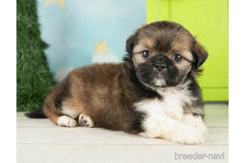 成約済の千葉県のミックス犬-264753の5枚目