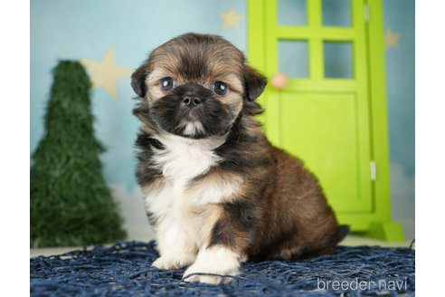 成約済の千葉県のミックス犬-264753の4枚目