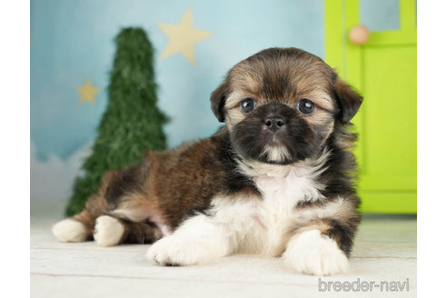 成約済の千葉県のミックス犬-264753の3枚目