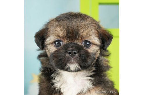 成約済の千葉県のミックス犬-264753の2枚目