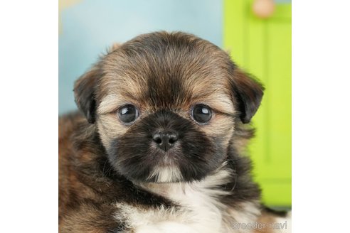 成約済の千葉県のミックス犬-264753の1枚目