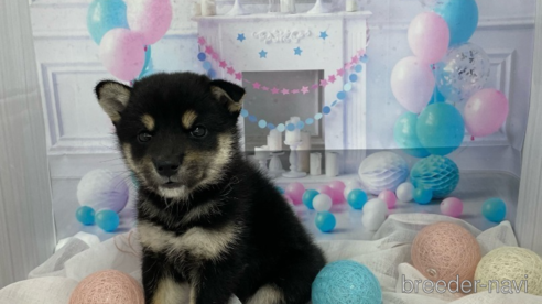 成約済の北海道の柴犬-264754の7枚目