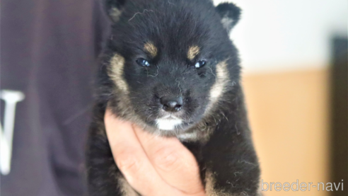 成約済の埼玉県の柴犬-264750の1枚目