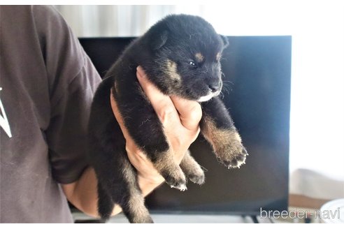 成約済の埼玉県の柴犬-264750の2枚目