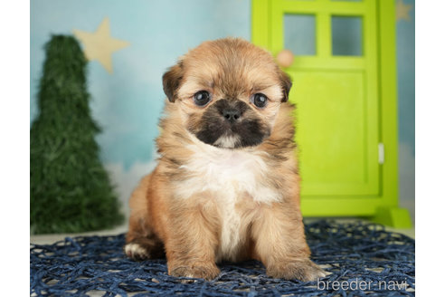 成約済の千葉県のミックス犬-264757の5枚目