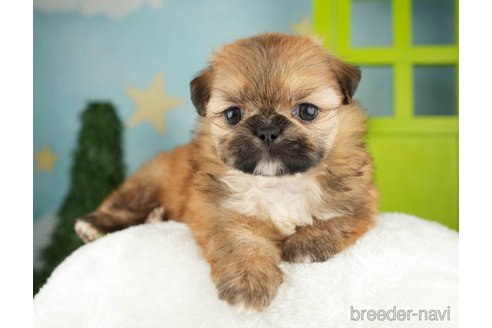 成約済の千葉県のミックス犬-264757の4枚目