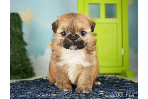 成約済の千葉県のミックス犬-264757の3枚目