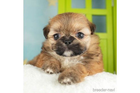 成約済の千葉県のミックス犬-264757の2枚目